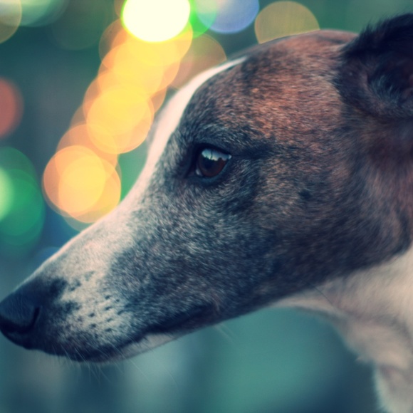 Meet your Posher, Janis - Picture 1 of 2